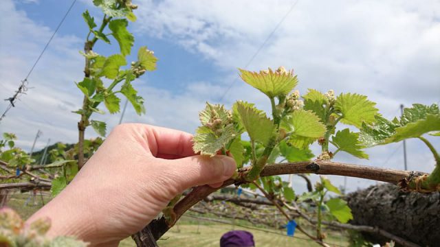 ぶどう 芽かき 体験 ぶどうの新芽を天ぷらに 株式会社まつの