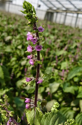 和食を飾る愛知の誇り 花穂 穂紫蘇 株式会社まつの