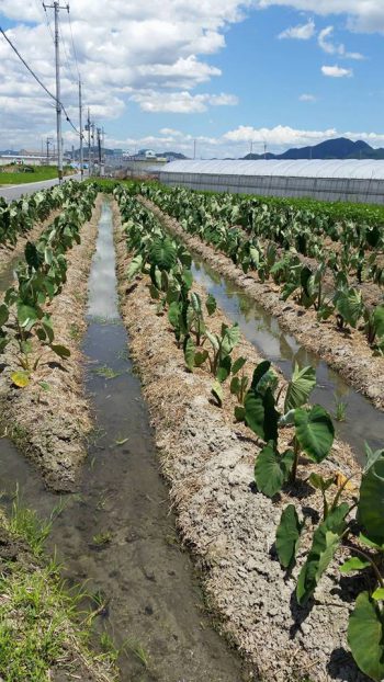 海老 芋 の 栽培 方法