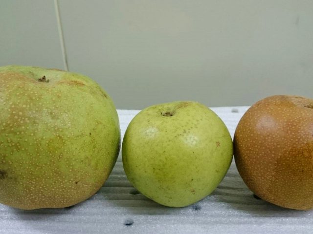 幸せ野菜ランチレポート「台風の被害を受けた梨を乾燥ベジフルに」を公開しました