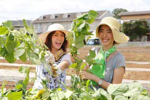 枝豆収穫