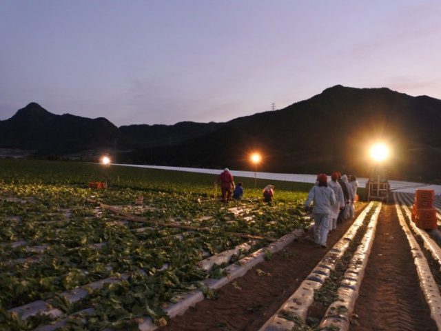 長野の高原レタス提携産地研修を実施しました