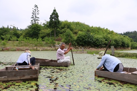 秋田の夏の風物詩「じゅんさい」の知られざる魅力