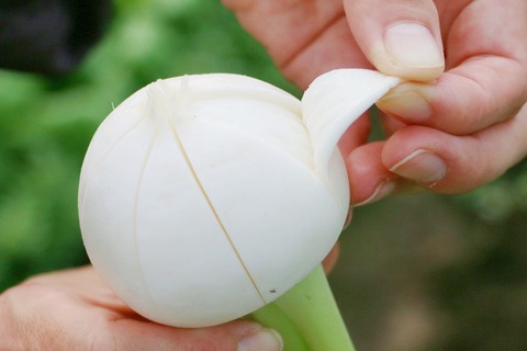 夏場のかぶの代表格「青森・野辺地葉つきこかぶ」