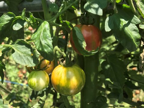 京都野菜耕房　トマト