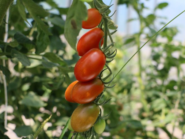 提携産地レポート「美農然さん～夏秋カラフルミニトマト最盛期～」を公開しました