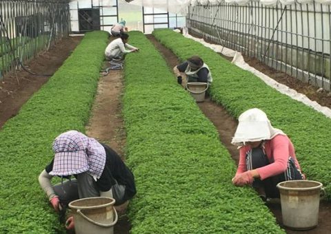 あいち経済連ハーブ講習会