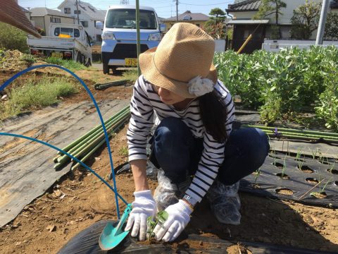 枝豆定植