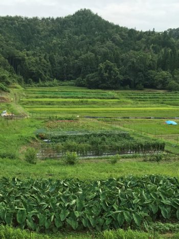 京都野菜耕房風景