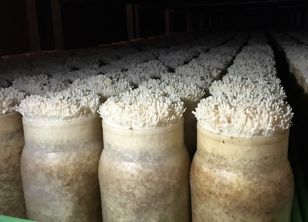 生産量は西日本最大級 えのき茸 の栽培工程に迫る 株式会社まつの