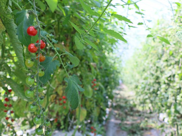 美農然さん～夏秋カラフルミニトマト最盛期～