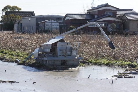 しろいし蓮根