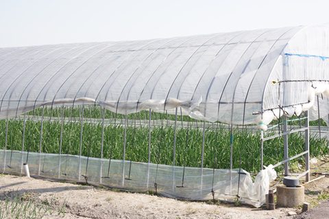 さが春一番たまねぎ