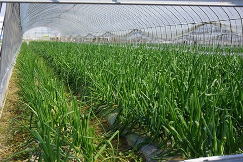 さが春一番たまねぎ