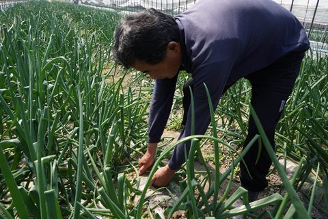 さが春一番たまねぎ