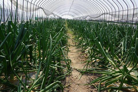 さが春一番たまねぎ