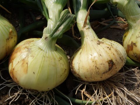 さが春一番たまねぎ