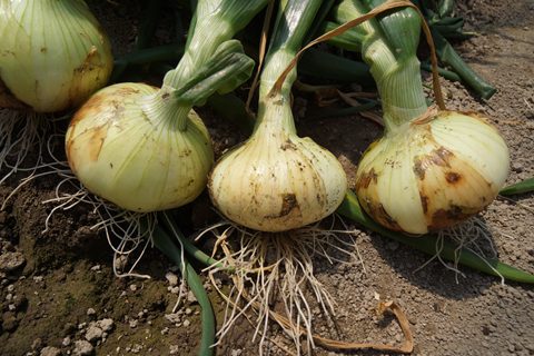 さが春一番たまねぎ