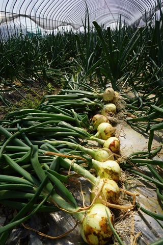 さが春一番たまねぎ