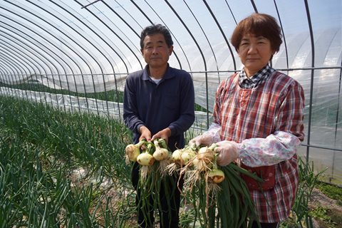 さが春一番たまねぎ