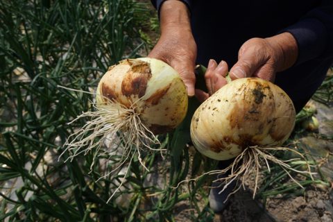 さが春一番たまねぎ