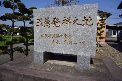 さが春一番たまねぎ