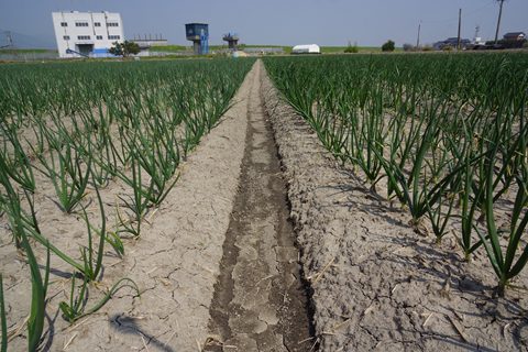 さが春一番たまねぎ