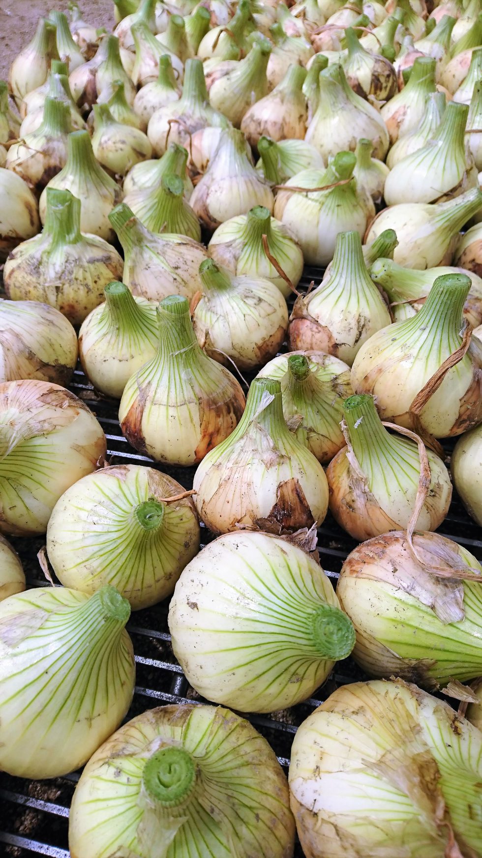 淡路島 ほっこり ファーム