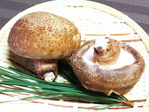 香り高く 食べれば幸せ ジャンボしいたけ 香福茸 株式会社まつの