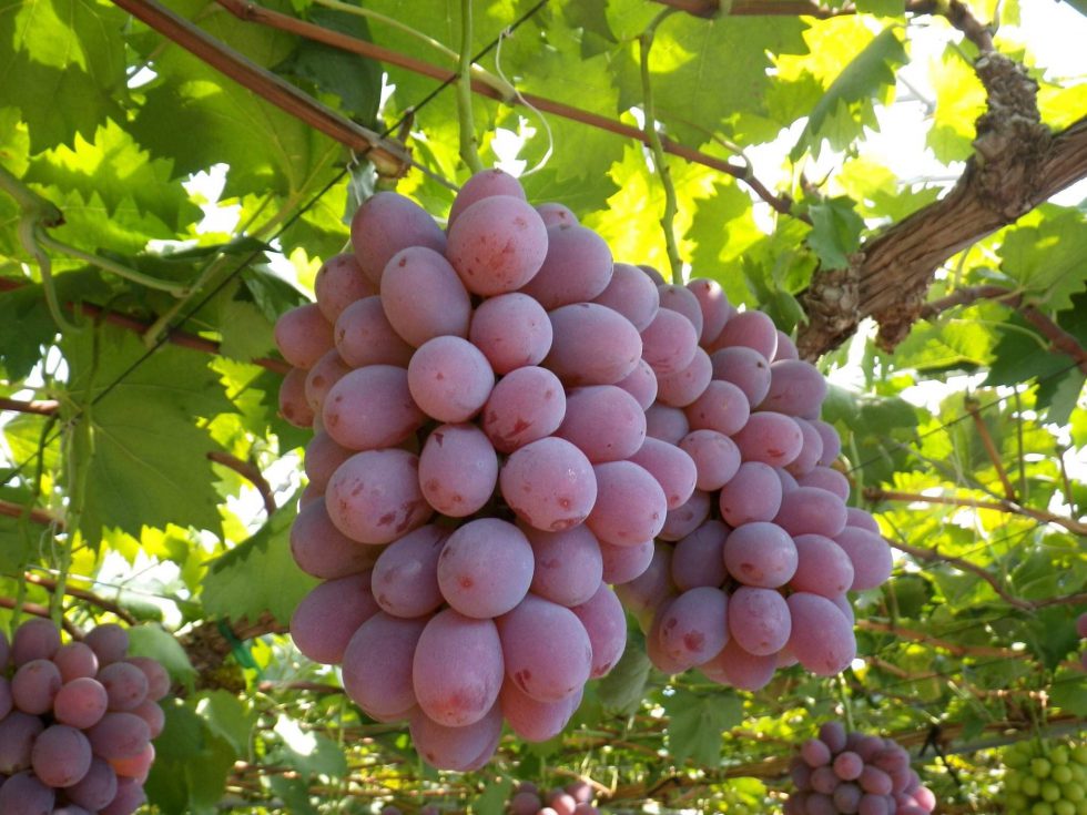 岡山の初冬を彩る次世代ブドウ 紫苑 株式会社まつの