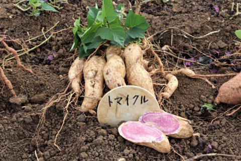 紅芋の里 読谷村へ 豊かな大地でじっくり旨みを蓄えたサツマイモ 前編 株式会社まつの