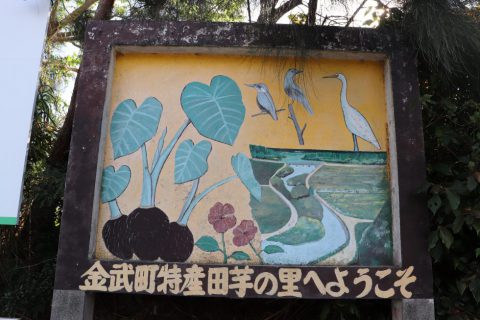 金武町田芋