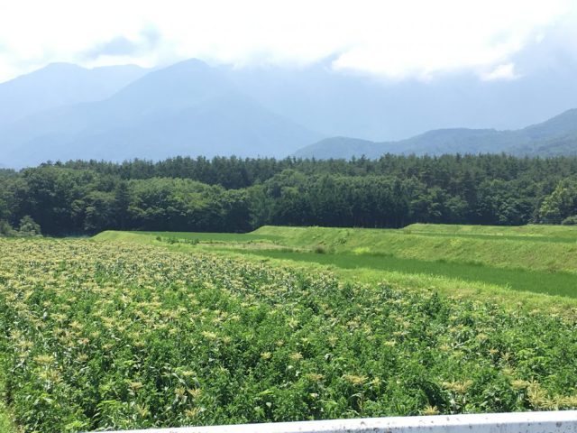 山梨県、緑の畑