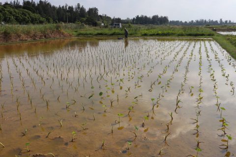 田芋　水田