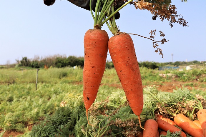 甘くて柔らか キャロットアイランドの 津堅島ニンジン 前編 株式会社まつの