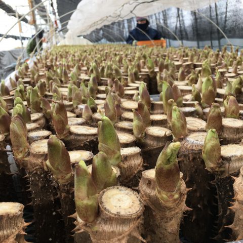 一足早い春の味覚 砂川産タラの芽 株式会社まつの