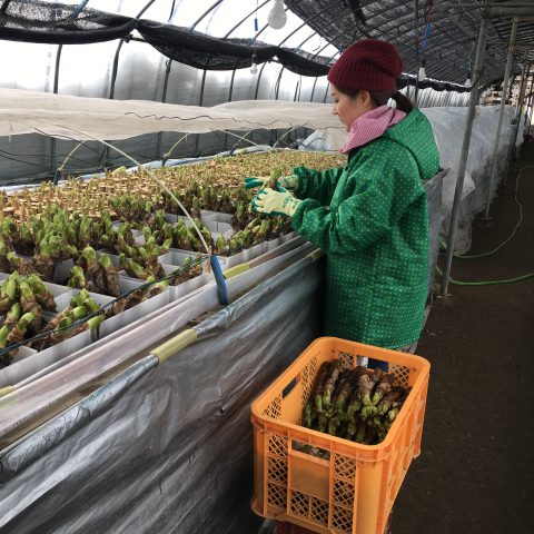 一足早い春の味覚 砂川産タラの芽 株式会社まつの