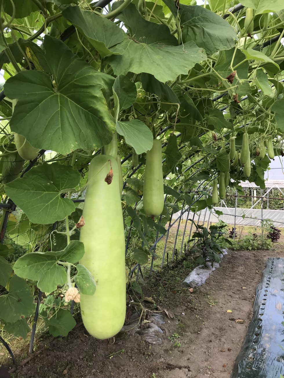 十和田の夏の風物詩 巨大な夏野菜 ゆうがお 株式会社まつの