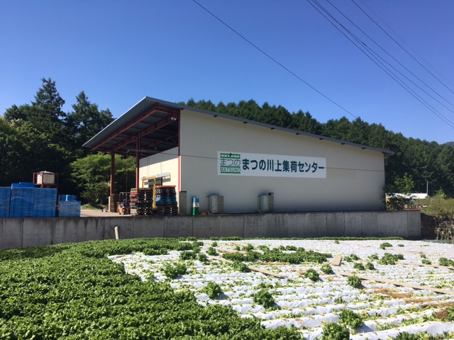 「まつのの長野川上集荷センター始動」提携産地レポート更新