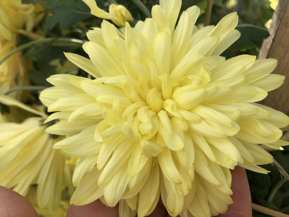 南部町の食文化を彩る伝統野菜 阿房宮 の干し菊 株式会社まつの