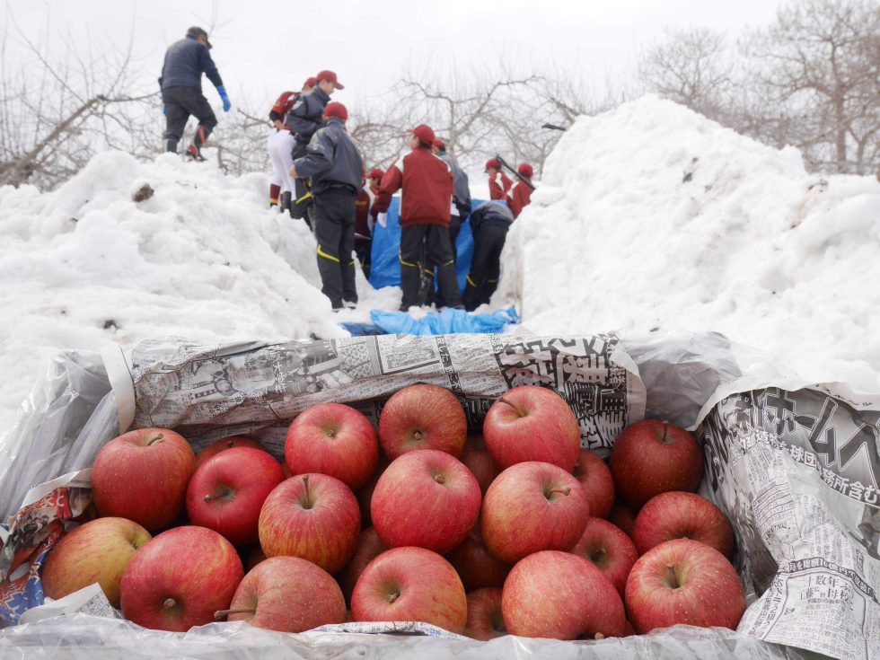 ジューシーであま～い健康果実「雪むろりんご」 | 株式会社まつの