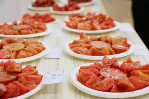 まつの_トマト品評会