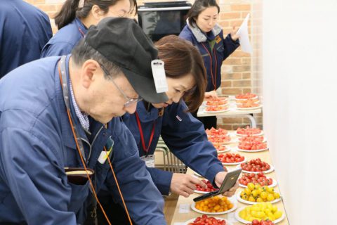 まつの_トマト品評会