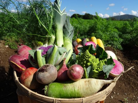 カラフル野菜