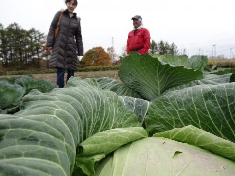 札幌大球キャベツ