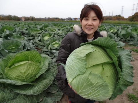 大きな札幌大球キャベツ