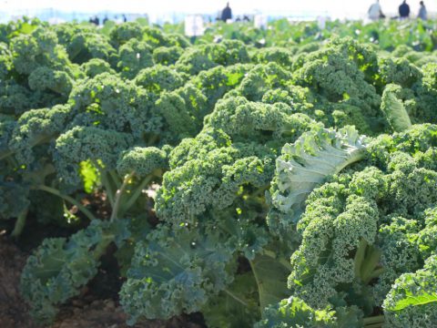 これからが旬 カリーノ ケールとカーボロネロをお手軽料理でどうぞ 株式会社まつの