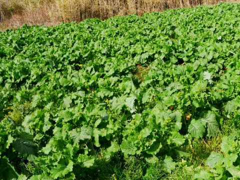 ほろ苦い春の味 緑のじゅうたんが眩しい安房の菜の花 栽培編 株式会社まつの