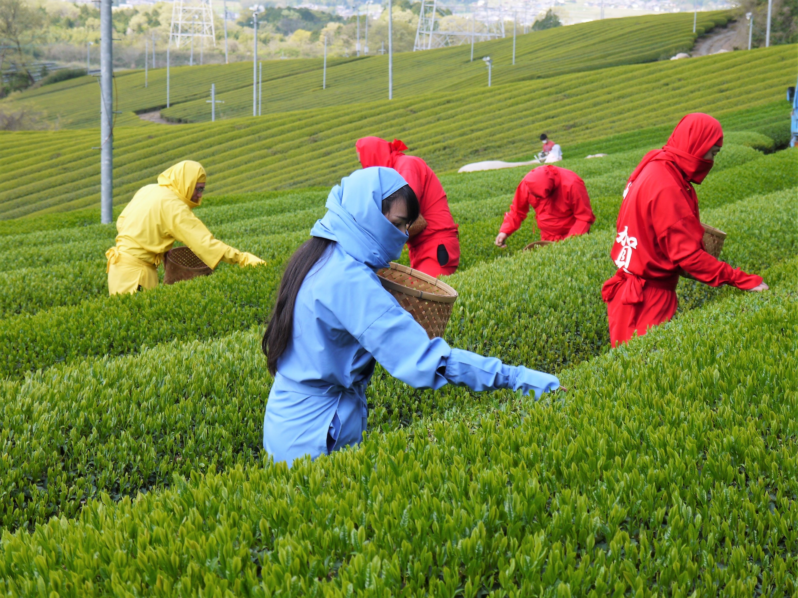 近江の茶」日本の茶の歴史ここにあり【前編】 | 株式会社まつの