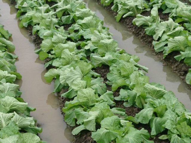 野菜の入荷量急減について【天候不順による影響】